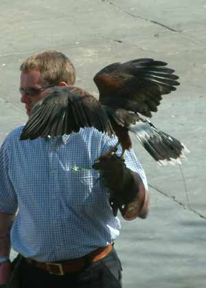 Trafalgar Falcon